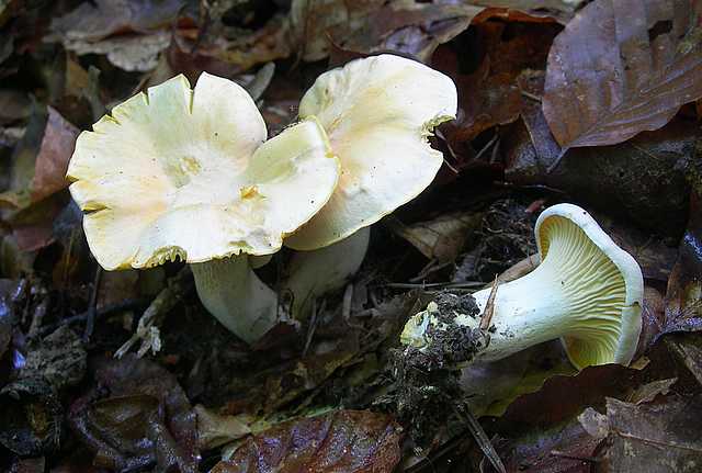 Funghi di frontiera